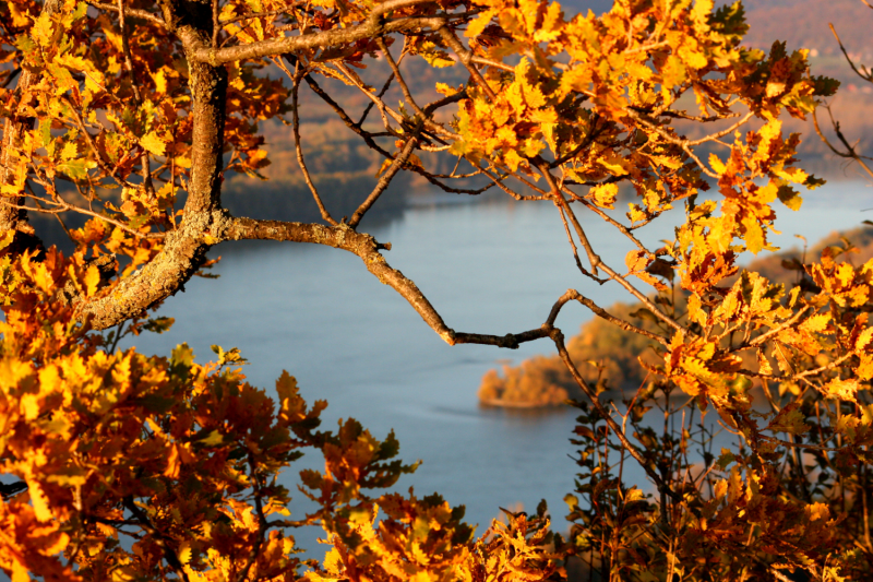 A természet varázslatos időszámítása (DCXCV.)

A természet kalendáriuma nem csupán napok és hónapok sorozata, hanem egy élő, lélegző műalkotás, amely minden évszakban újra és újra megújul. A fák lombjai, amelyek tavasszal zöldbe borulnak, nyáron árnyékot 