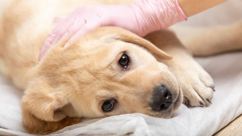 A parvovírus súlyos fenyegetést jelent a kutyák egészségére nézve. Az állatorvos figyelmeztetett, hogy bizonyos tünetek esetén elengedhetetlen a sürgős beavatkozás. Ne hagyjuk figyelmen kívül az intő jeleket!