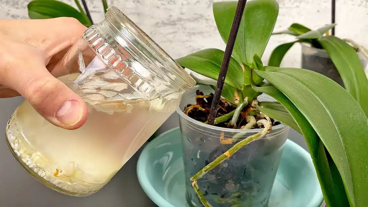 10 tipp, hogy orchideád meseszép legyen a következő évben! - KertÉsRecept.hu

1. **Válassz megfelelő helyet**: Az orchideák szeretik a világos, de közvetlen napfénytől védett helyeket. Ideális, ha egy ablakpárkányon helyezed el őket.

2. **Optimális öntöz