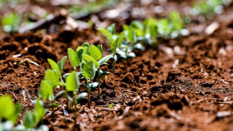 Itt egy újabb izgalmas fejlemény a brazil szója kérdésében: a kormányzó fontos bejelentést tett - Agrárszektor