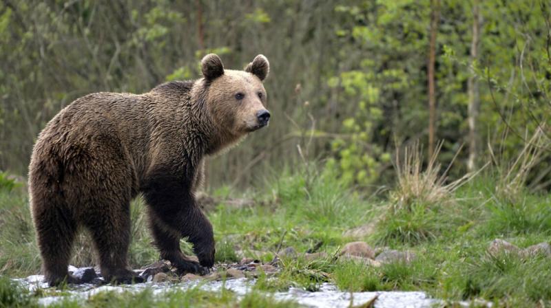 A Bükki Nemzeti Park reagált a medve elől menekülő vadászok esetére: Az esemény kapcsán felhívták a figyelmet a vadon élő állatok védelmére és a természetes élőhelyek tiszteletben tartására. A park illetékesei hangsúlyozták, hogy a medvék jelenléte a terü