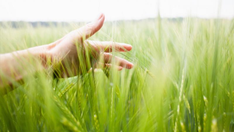 Itt az ideje, hogy felfedezzük, milyen innovatív növényfajták lehetnek a jövőben a magyar mezőgazdaságban, és vajon el kell-e búcsúznunk a hagyományos fajtáktól. Az Agrárszektor legfrissebb elemzése rávilágít, hogy a klímaváltozás és a modern technológiák