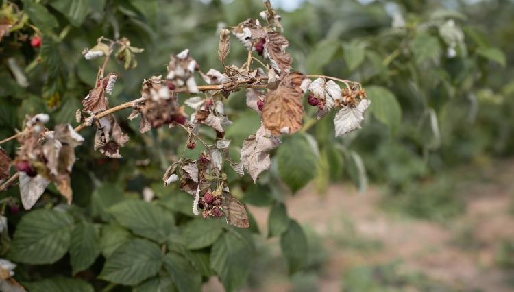 Újabb súlyos veszteséggel néz szembe a magyar mezőgazdaság - Agrárágazat