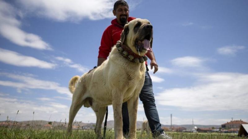 A török kutyások büszkesége, a Tigris tankja - az Aksaray Malakli! Ez a lenyűgöző kutyafajta nem csupán megjelenésében impozáns, hanem rendkívüli védelmi és őrző ösztöneivel is kitűnik. Az Aksaray Malakli a török vidéki élet elengedhetetlen része, hiszen 